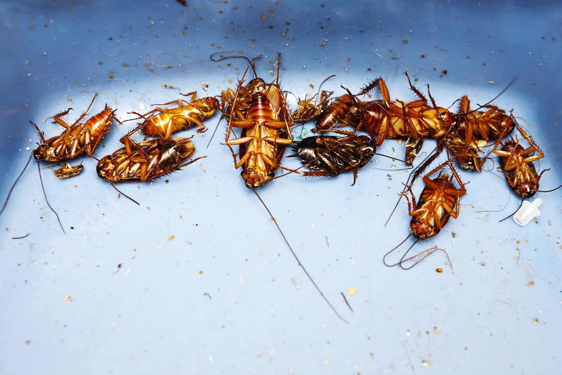 pest exterminators los cerritos